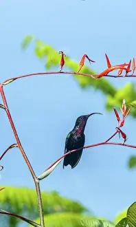 Trochilidae Prints: Purple-throated Carib hummingbird (Eulampis jugularis) perched on a bromeliad flower stem in a garden