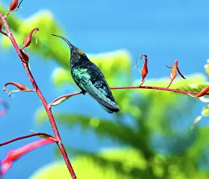 Trochilidae Prints: Purple-throated Carib hummingbird (Eulampis jugularis) perched on a bromeliad flower stem in a garden