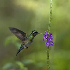 Purple throated mountain gem hummingbird (Lampornis calolaemus) hovering as it nectars