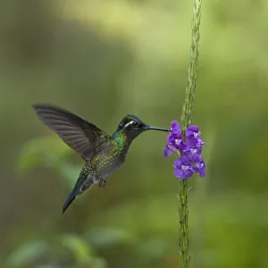 Trochilidae Prints: Purple throated mountain gem hummingbird (Lampornis calolaemus) hovering as it nectars