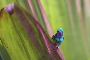 Trochilidae Prints: Purple-throated mountain gem (Lampornis calolaemus) Volcano Poas, Costa Rica