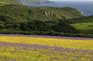 Corn Daisy Prints: Purple vipers bugloss (Echium plantaineum) growing in fields of Corn Marigold