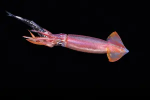Oegopsida Prints: Purpleback flying squid (Sthenoteuthis oualaniensis) feeding on fish in open sea