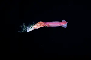 Black Background Prints: Purpleback flying squid (Sthenoteuthis oualaniensis) feeding on another Purpleback flying squid at night