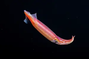 Oegopsida Prints: Purpleback flying squid (Sthenoteuthis oualaniensis) in open ocean at night