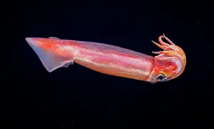 Tentacle Prints: Purpleback flying squid (Sthenoteuthis oualaniensis) swimming in open ocean at night