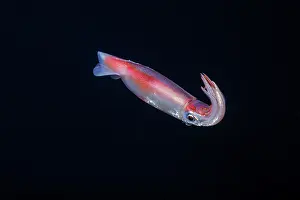 Oegopsida Prints: Purpleback flying squid (Sthenoteuthis oualaniensis) swimming in open sea