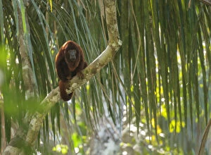 Alouttidae Gallery: Purus red howler monkey (Alouatta puruensis) sitting in the rainforest canopy. Madre de Dios, Peru