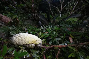 Lepidoptera Prints: Puss moth caterpillar (Megalopyge opercularis) resting on a branch at night