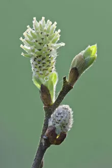 Pussy willow catkin (Salix caprea) bursting out from bud, Somerset Levels, Somerset