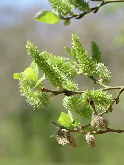 Pussy willow / Goat willow / Great sallow (Salix caprea) female catkins, Lower Woods, Gloucestershire, UK. April