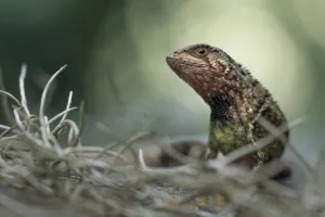 Lucas Bustamante Prints: Puyango whorltail iguana (Stenocercus puyango) portrait, Macara, Loja, Ecuador