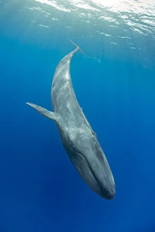 Whales Collection: Pygmy blue whale (Balaenoptera musculus brevicauda) subspecies of blue whale, diving downwards