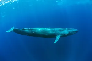 Pygmy blue whale (Balaenoptera musculus brevicauda) subspecies of blue whale, Mirissa