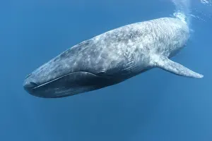 Balaenoptera Sulfurous Prints: Pygmy blue whale (Balaenoptera musculus) at surface