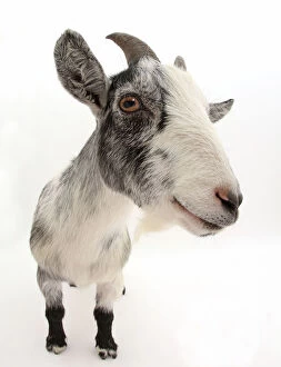 Livestock Collection: Pygmy goat, close up portrait