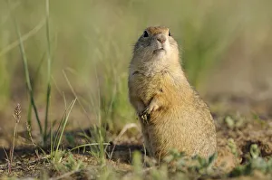 Ground Squirrels Prints: Pygmy ground squirrel / souslik (Spermophilus pygmaeus) standing on hind legs alert
