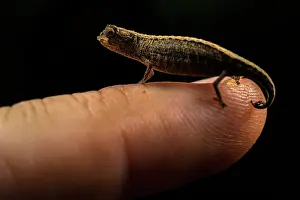 Lizard Prints: Pygmy leaf chameleon (Brookesia minima) female