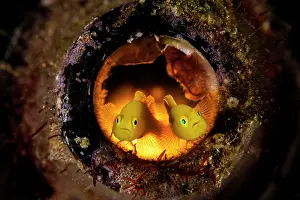 Environmental Issues Prints: Pygmy lemon gobies (Lubricogobius exiguus) pair