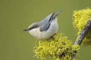 Pygmy Nuthatch (Sitta pygmaea) on branch with yellow lichen. Yakima County, Washington