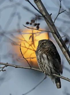 Strigiformes Prints: Pygmy owl (Glaucidium passerinum) perched on branch, Helsinki, Finland. March