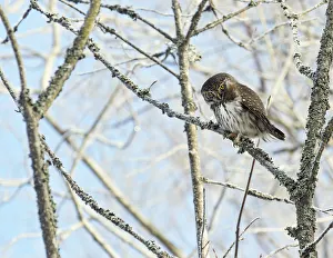 2019 July Highlights Prints: Pygmy owl (Glaucidium passerinum) perched in lichen covered tree. Helsinki, Finland