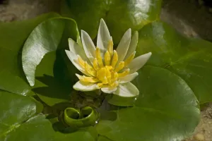 Pygmy Rwandan water lily (Nymphaea thermarum) in cultivation at Kew Gardens, London, England, UK