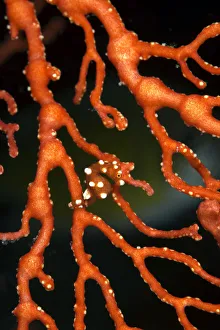 Pygmy seahorse, not currently described hiding in sea fan, Raja Ampat, Irian Jaya