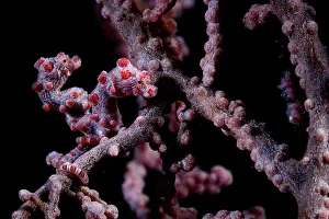 Cnidarian Prints: Pygmy seahorse (Hippocampus bargibanti) camouflaged on a Sea fan (Muricella sp)