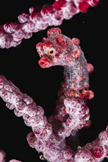 Pygmy seahorse (Hippocampus bargibanti) holding on to a branch of a sea fan coral