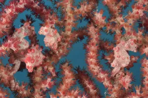 2020 February Highlights Gallery: Four Pygmy seahorses (Hippocampus bargibanti) on a Seafan / Gorgonian (Muricella sp