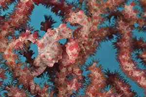 Three Pygmy seahorses (Hippocampus bargibanti) on a Seafan / Gorgonian (Muricella