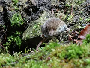 Parasites Prints: Pygmy shrew (Sorex minutus) with several ticks (Ixodes sp)