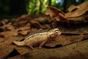 Forest Floor Prints: Pygmy stump-tailed chameleon (Brookesia tuberculata) foraging on forest floor