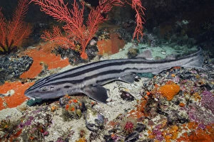 Images Dated 30th October 2020: Pyjama shark (Poroderma africanum) in reef. Simons Town, Western Cape, South Africa