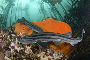 Pyjama shark (Poroderma africanum), two in reef, amongst kelp Pyjama shark (Poroderma africanum), two in reef, amongst kelp