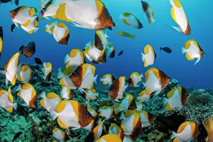 School Prints: Pyramid butterflyfish (Hemitaurichthys polylepis) school