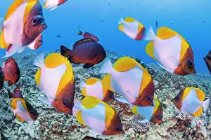 School Prints: Pyramid butterflyfish (Hemitaurichthys polylepis) shoal swimming over the reef