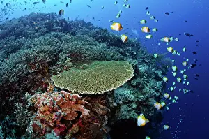 School Prints: Pyramid butterflyfish (Hemitaurichthys polylepis) swimming along the drop-off of a coral reef