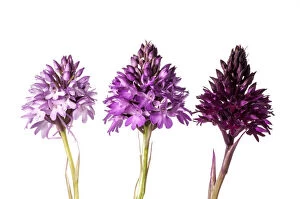 Purple Collection: Pyramidal Orchid (Anacamptis pyramidalis) colour varieties. Sibillini, Umbria Italy, June