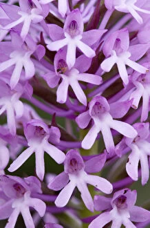 Anacamptis Pyramidalis Gallery: Pyramidal orchid (Anacamptis pyramidalis) close-up of flowers, Kato Archanes, Crete
