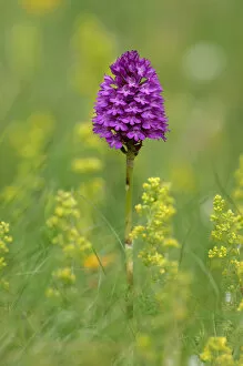Pyramidal orchid {Anacamptis pyramidalis} Cruit Island Co. Donegal, Republic of Ireland