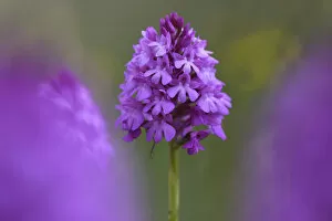 Flowers Collection: Pyramidal orchid (Anacamptis pyramidalis) flower, Vosges, France, June