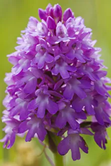 Seed Plant Collection: Pyramidal orchid (Anacamptis pyramidalis) flower. UK. June