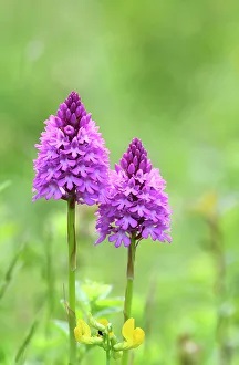 Anacamptis Brachystachys Gallery: Pyramidal orchid (Anacamptis pyramidalis) in flower, Hampshire, UK June. Focus stacked
