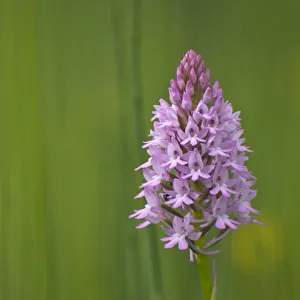 Orchids Prints: Pyramidal orchid {Anacamptis pyramidalis} Pollino National Park, Basilicata, Italy