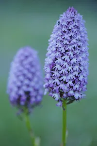 Anacamptis Brachystachys Prints: Pyramidal orchid (Anacamptis pyramidalis) Sierra de Grazalema Natural Park