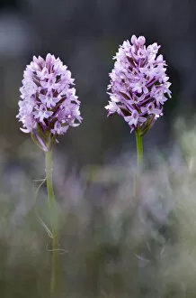 Images Dated 19th April 2009: Two Pyramidal orchids (Anacamptis pyramidalis) in flower, Kato Archanes, Crete, Greece