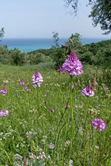 Lilianae Prints: Pyramidal orchids (Anacamptis pyramidalis) flowering on grassland among olive groves