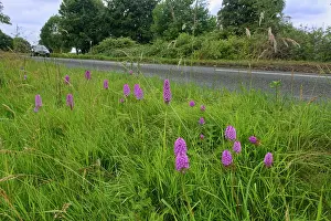 Orchids Prints: Pyramidal orchids (Anacamptis pyramidalis) flowering on a rural roadside verge